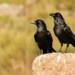 Crow: Unlocking the Spiritual and Dream Meanings of This Mysterious Bird