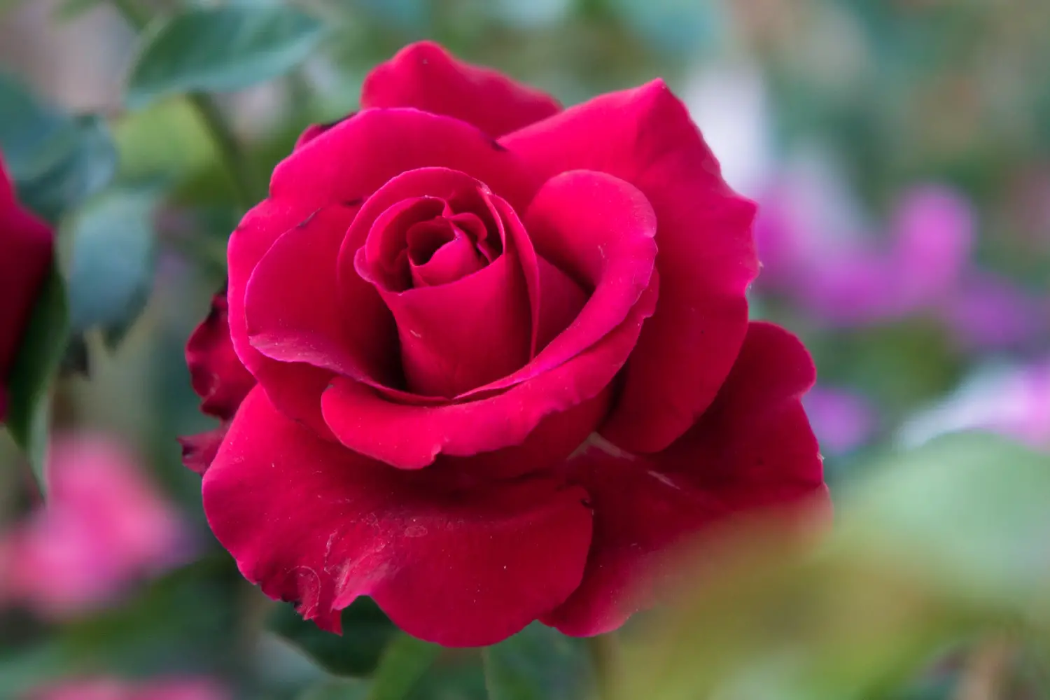 Cultural And Spiritual Meaning Of Pink Roses