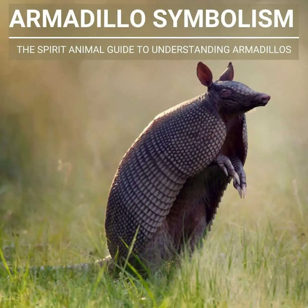 Cultural Representation Of Armadillos