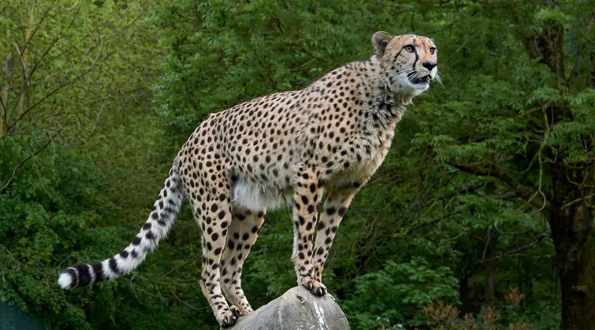 Cultural Significance Of Cheetah