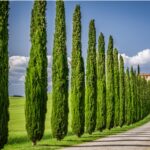 Cypress Tree: Dreams and Spiritual Meaning
