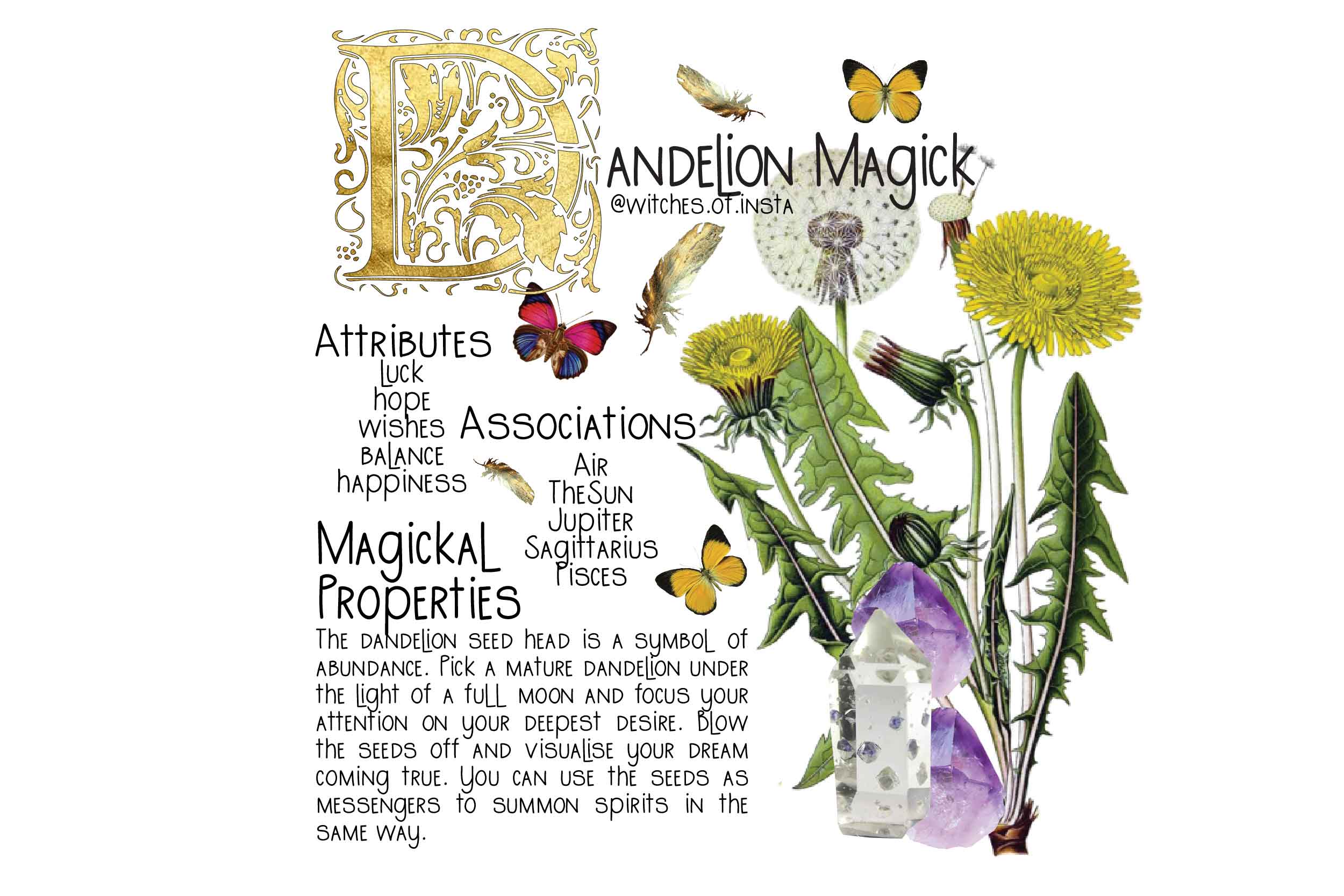 Dandelion Symbolism And Meaning