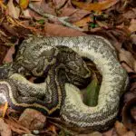 Unraveling the Spiritual Meaning Behind Dead Snake Dreams: A Guide to Interpretation