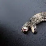 Dead Cat: Unveiling the Spiritual and Dream Meaning Behind this Unexpected Symbol