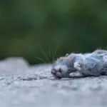Dead Mouse: Uncovering its Spiritual and Dream Meaning