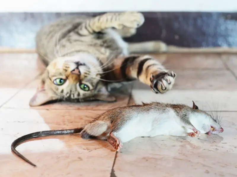 Dead Rat and cat