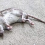 dead_rat_in_dream