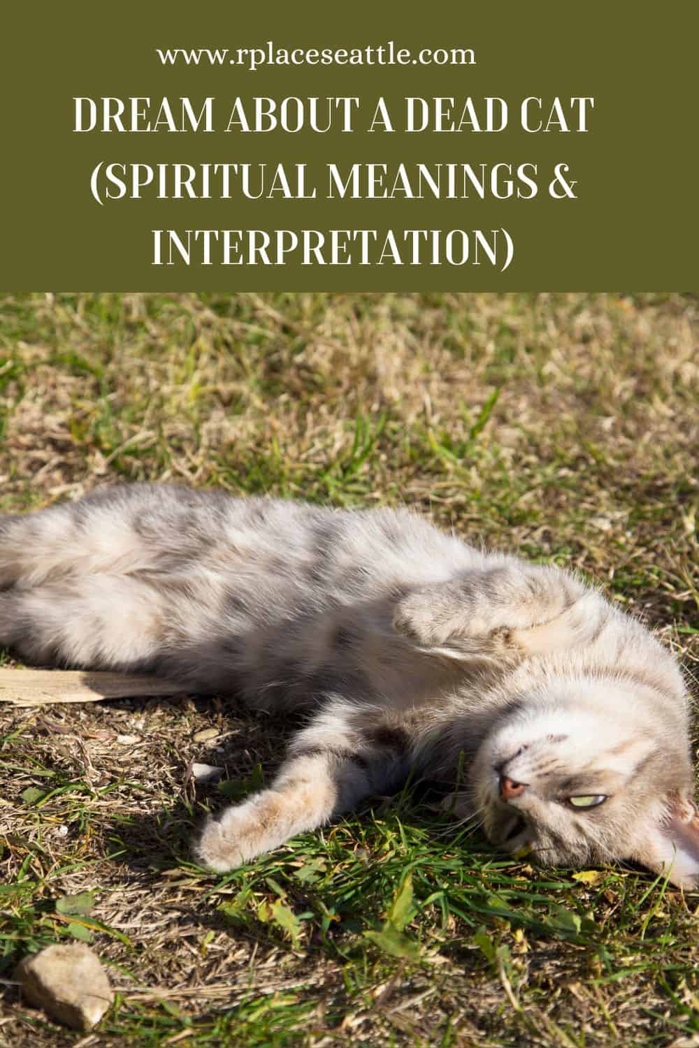 Deceased Cat Dreams: Interpretation