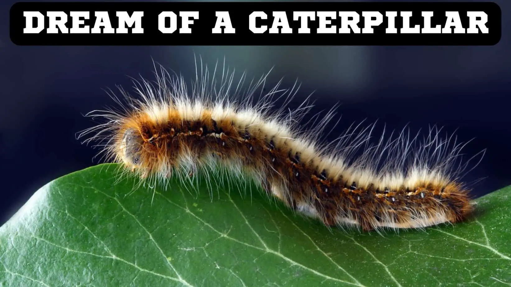 Definition Of Caterpillar