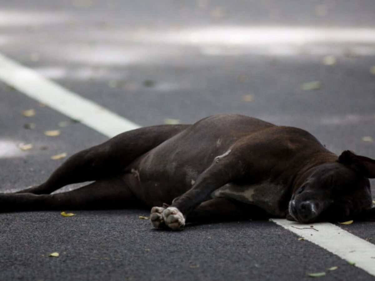 what does it mean when you dream your dog dies