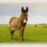 Donkey: Spiritual and Dream Meaning of an Unconventional Animal