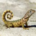 Dream Meaning Lizard: Unlocking the Spiritual Meaning Behind Your Dream
