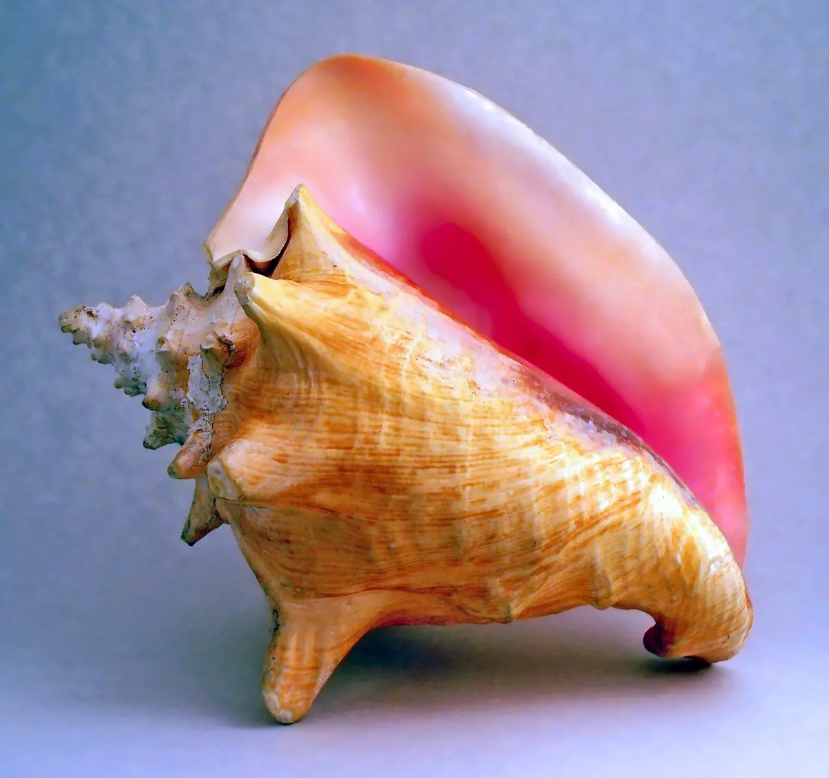 Dream Meaning Of Conch Shell