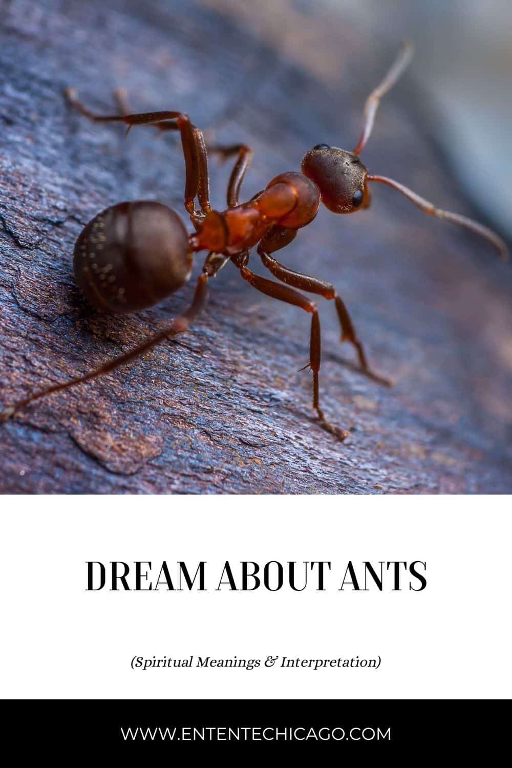 Dream Of Ants In Bed