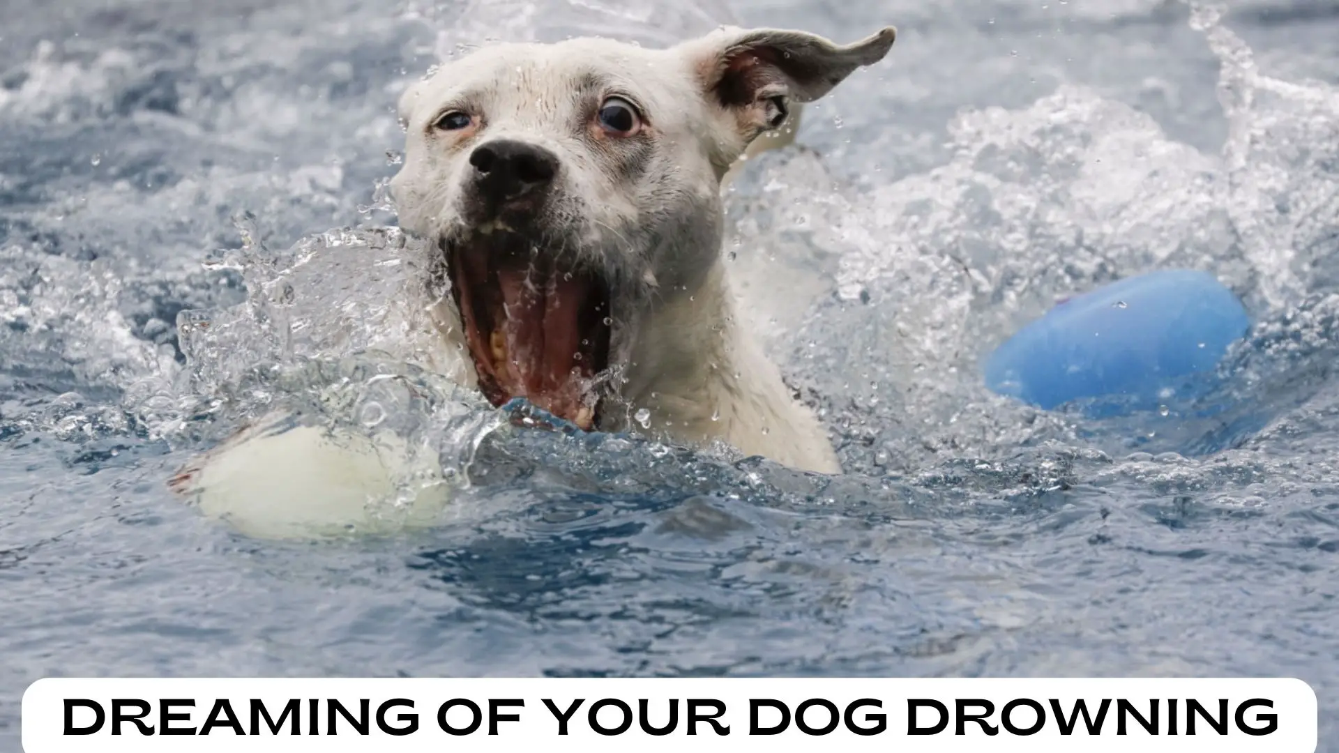 Dream Of Dog Drowning In Water
