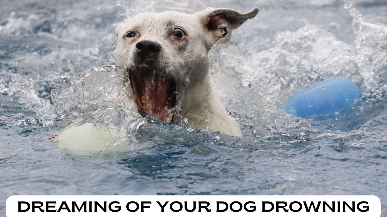 Dream Of Dog Drowning Meaning