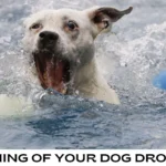 Discover the Spiritual Meaning of Dreaming About a Dog Drowning