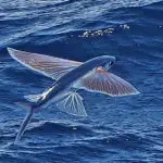 dream-of-flying-fish717