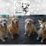 Unlock the Spiritual Meaning Behind Your 'Dream of Golden Retriever'!