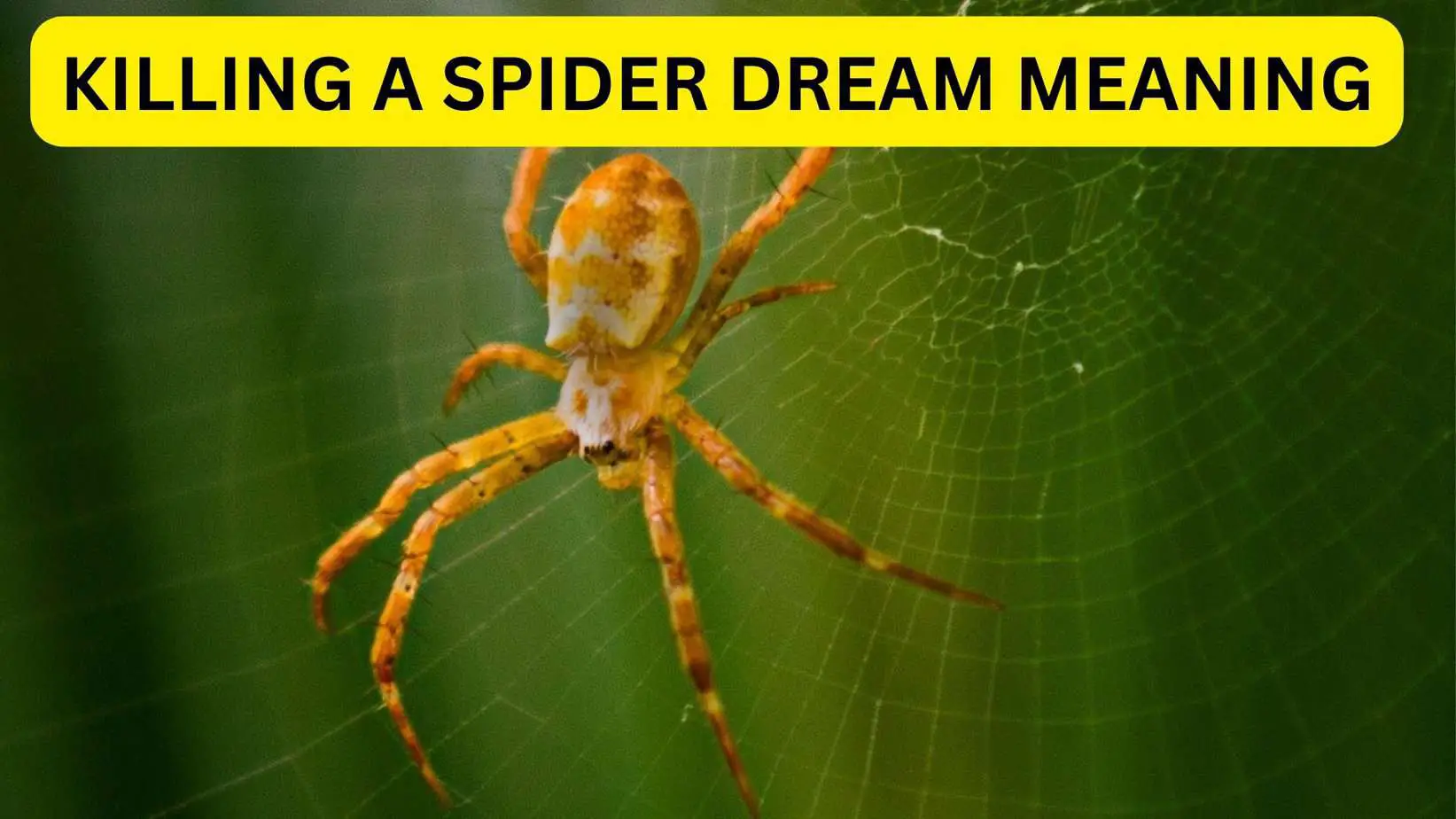 Dream Of Killing A Spider