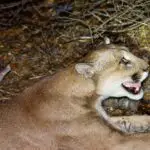 Dream of Mountain Lion: Uncovering its Spiritual Meaning
