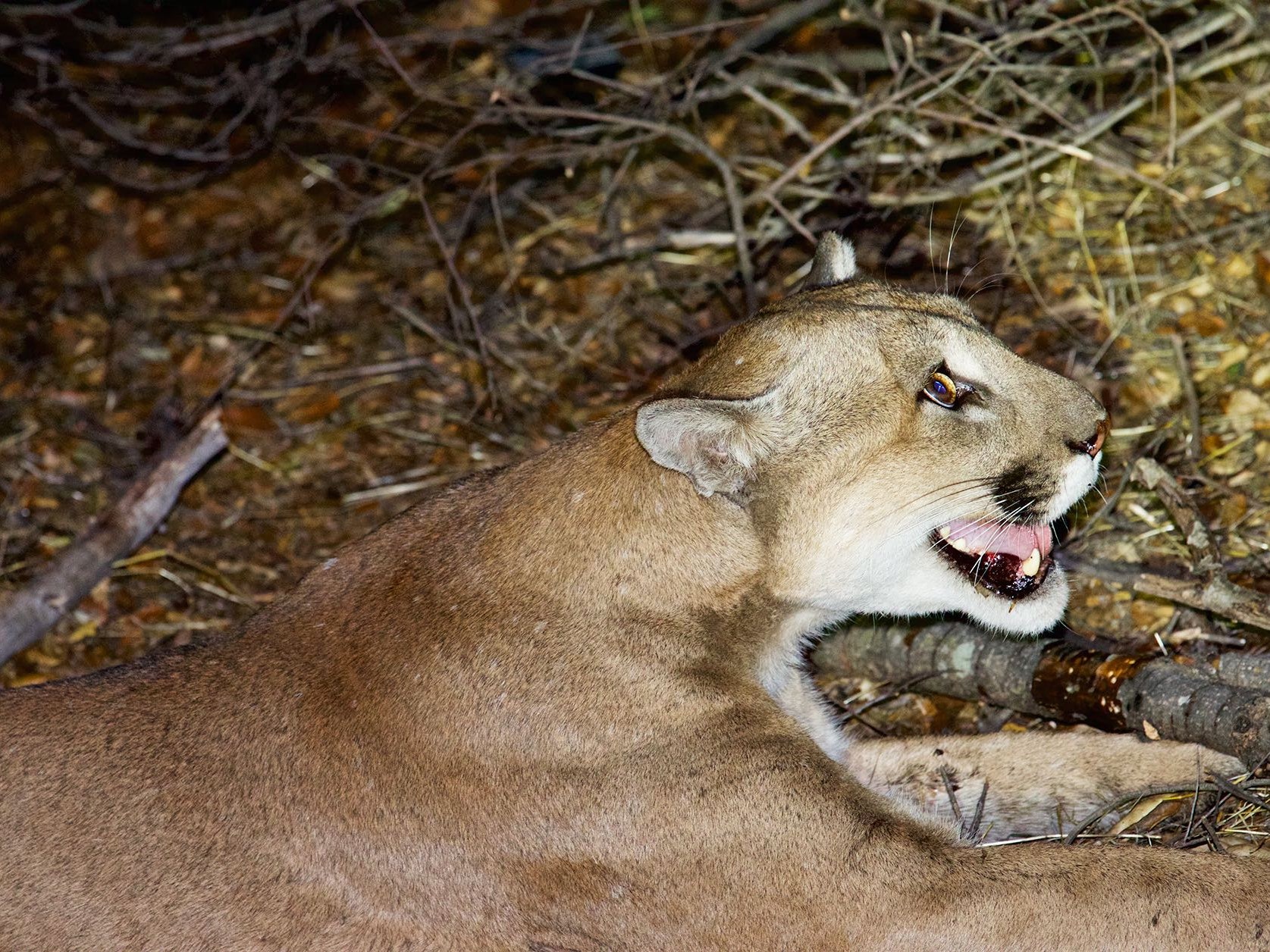 dream-of-mountain-lion-unveiling-the-spiritual-meaning-behind-the-dream