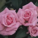 Dream of Pink Roses - Uncover the Spiritual Meaning Behind Your Dreams