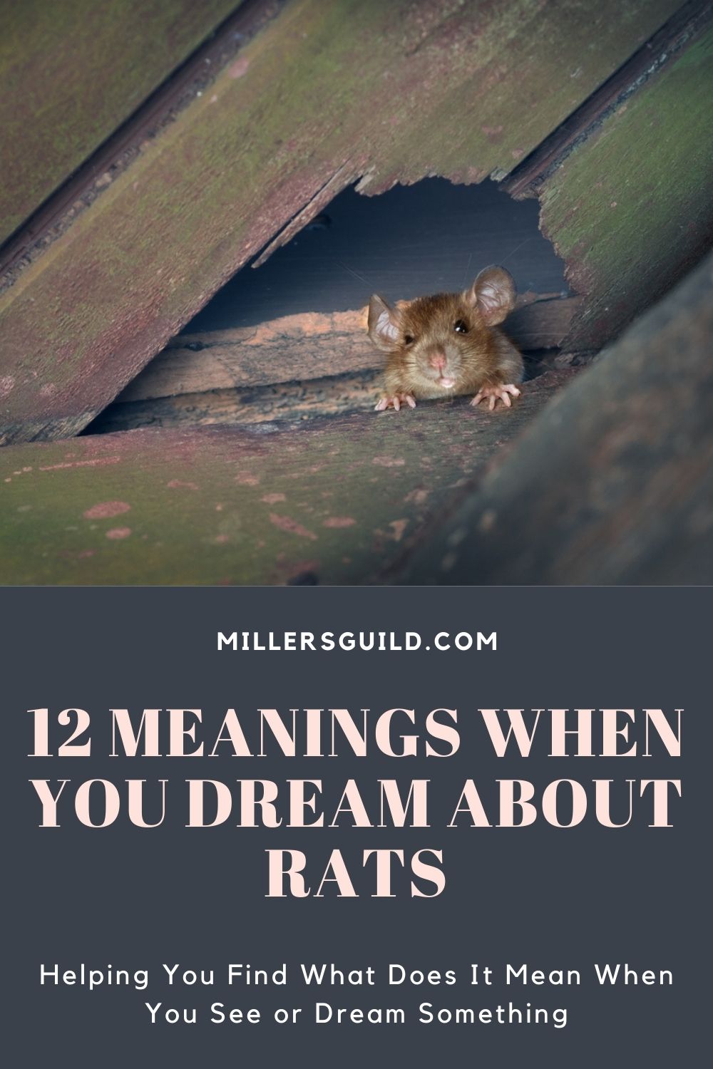 Dreaming Of A Rat In Your Home