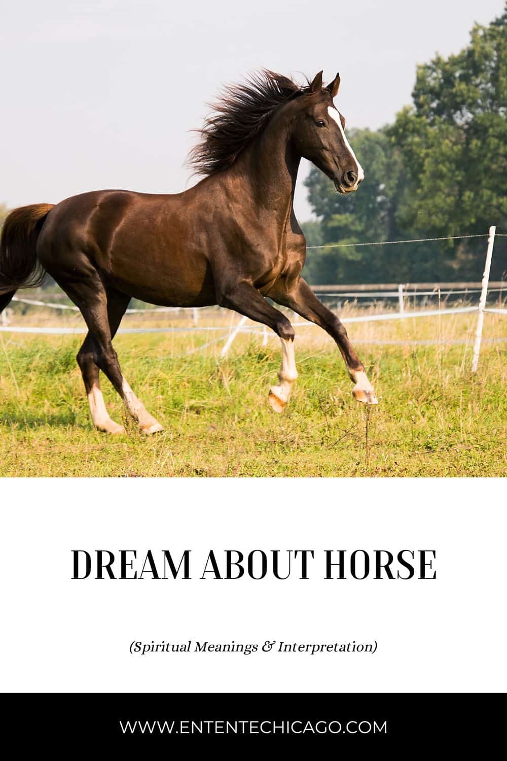 Dreaming Of A Wild Horse