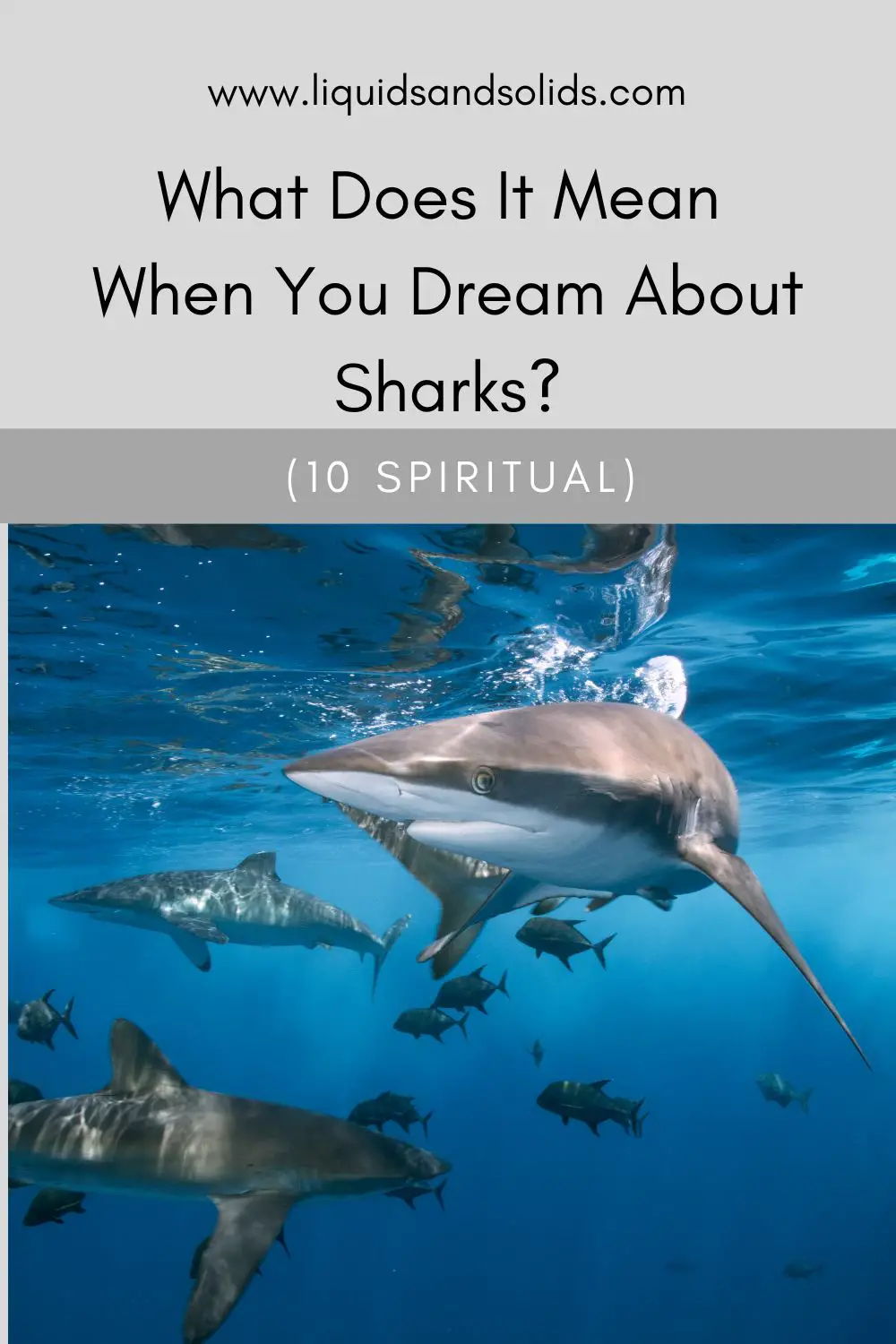 Dreaming Of Aggressive Sharks