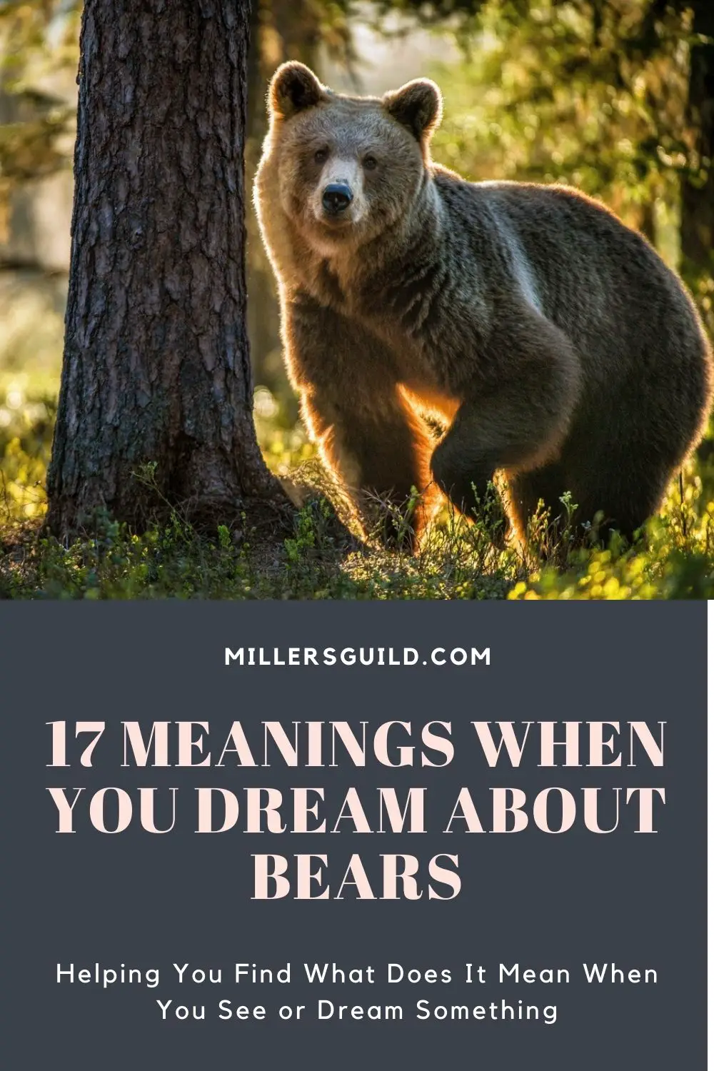 Dreaming Of Baby Bears