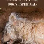 Dreaming of Dead Dog: Uncovering the Spiritual Meaning Behind Your Dreams