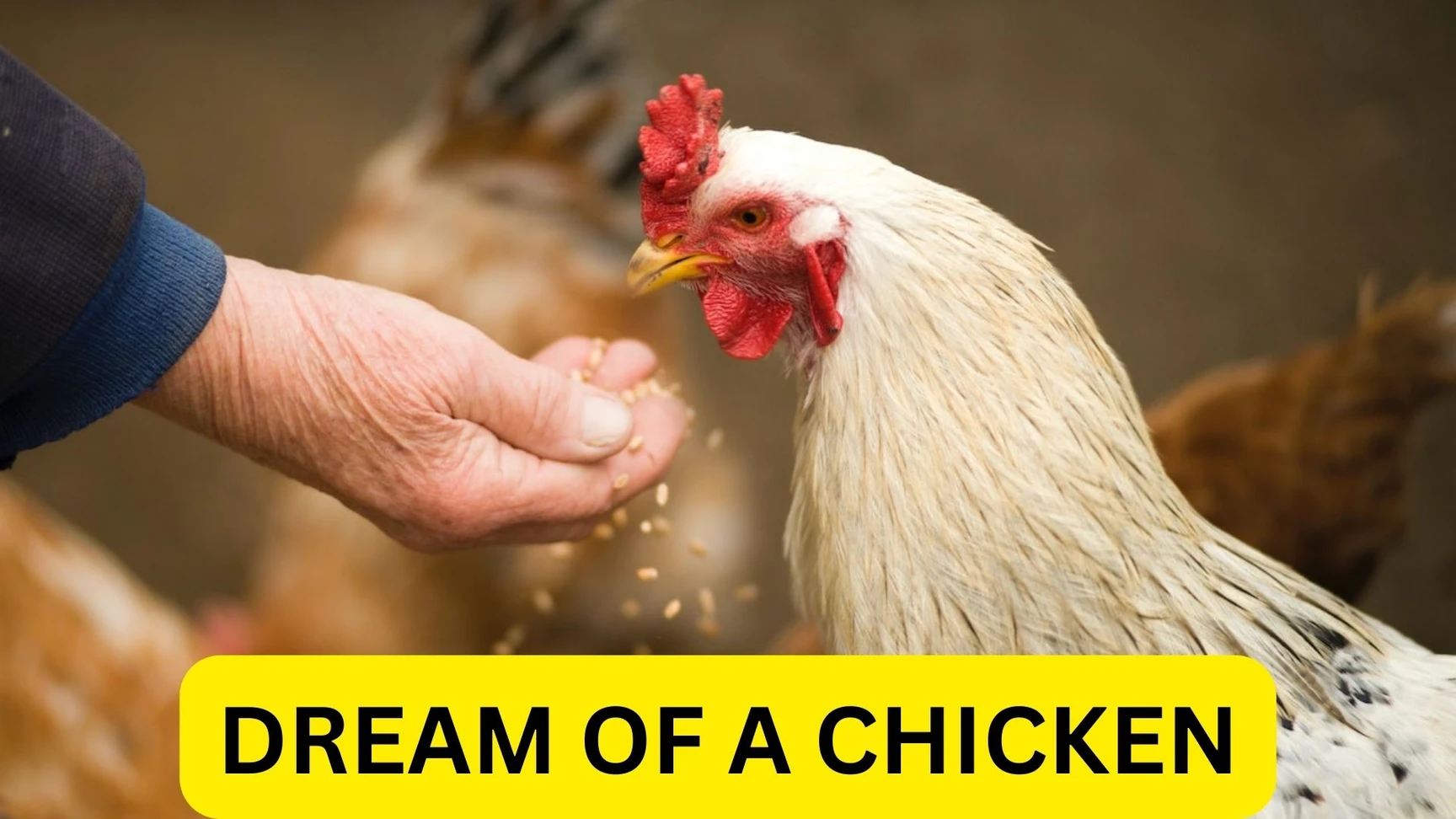 Dreaming Of Killing Chicken