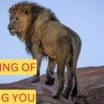 Discover the Spiritual Meaning Behind 'Dreaming of Lions Chasing You'