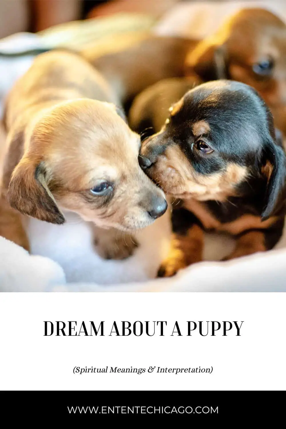 Dreaming Of Playing With A Puppy