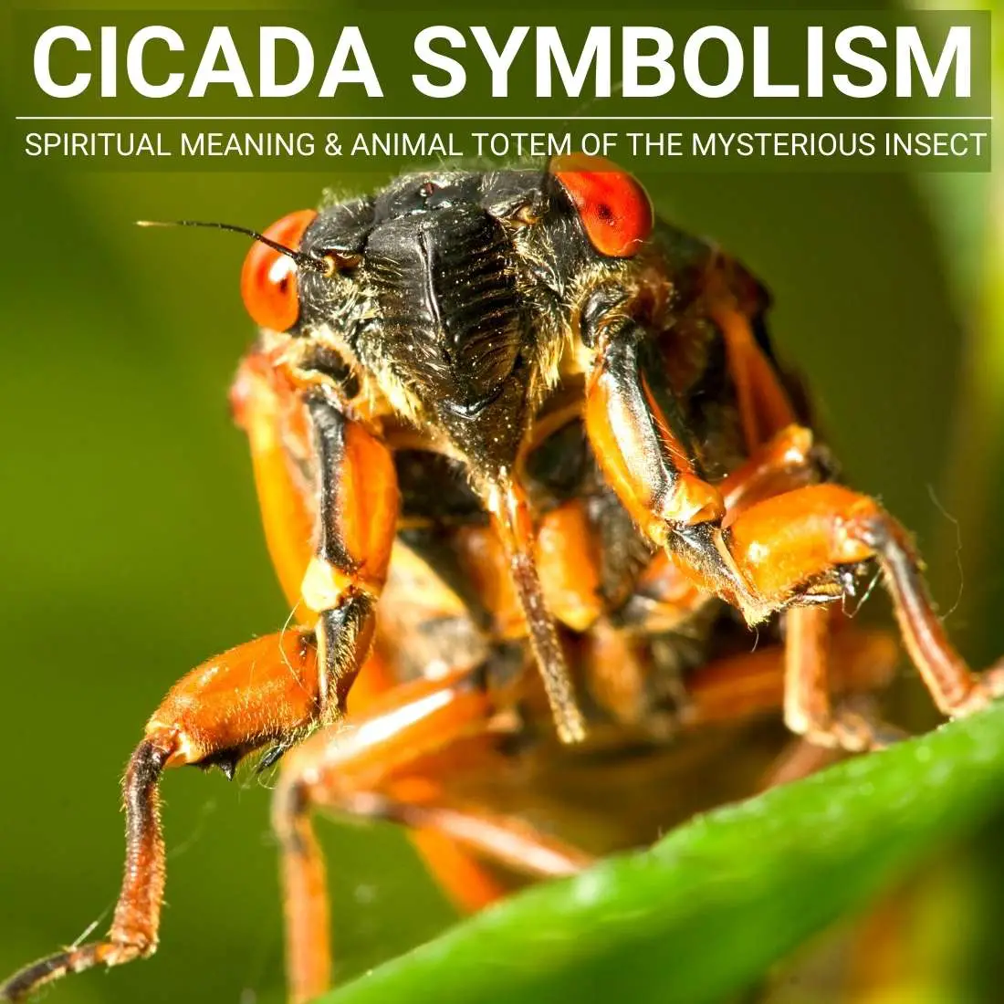 Dreams About Cicada Swarming