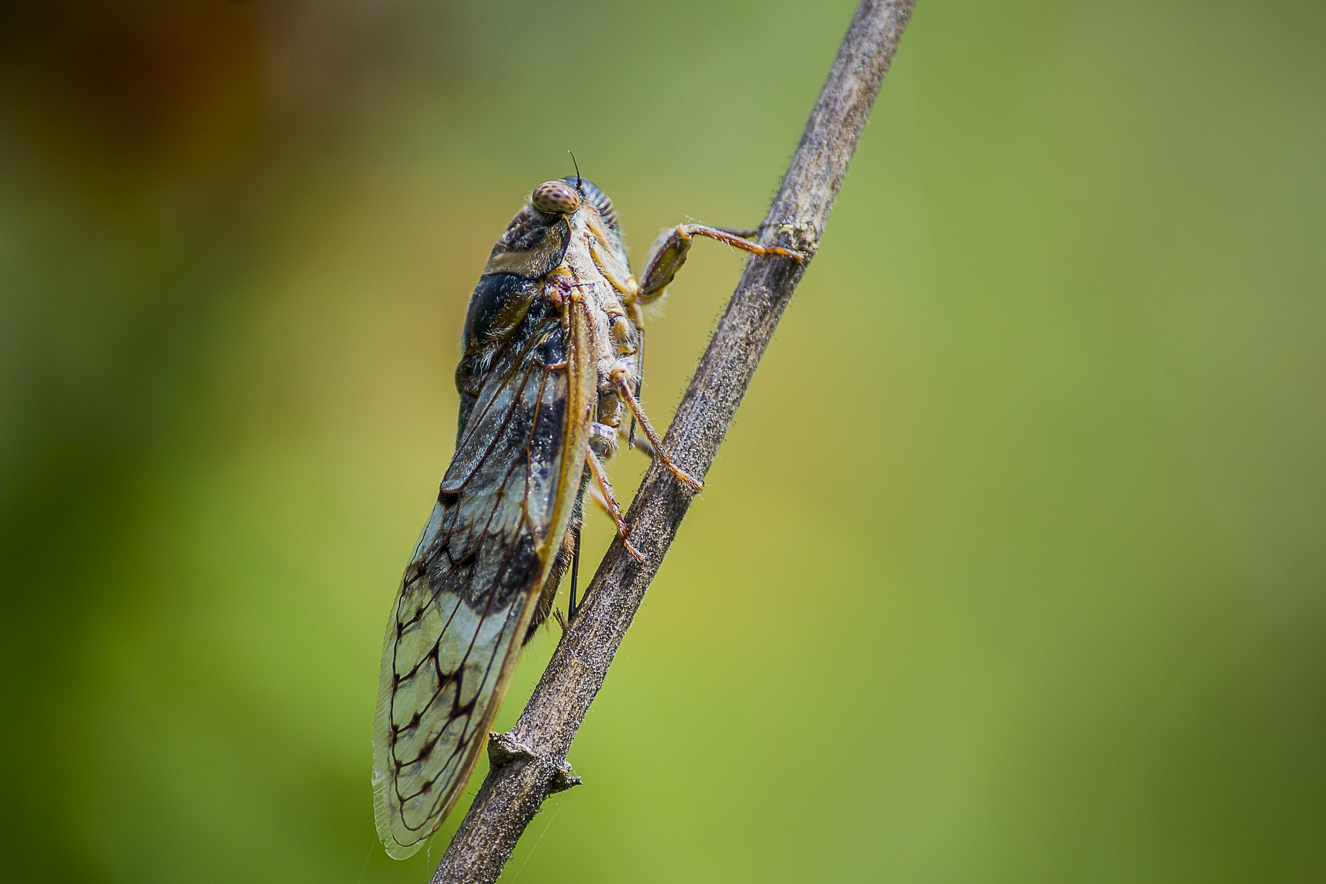 Dreams About Cicadas Singing