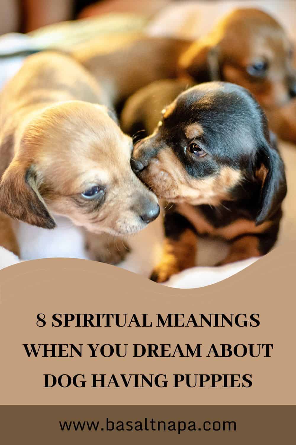 Dreams About Dogs With Special Meaning