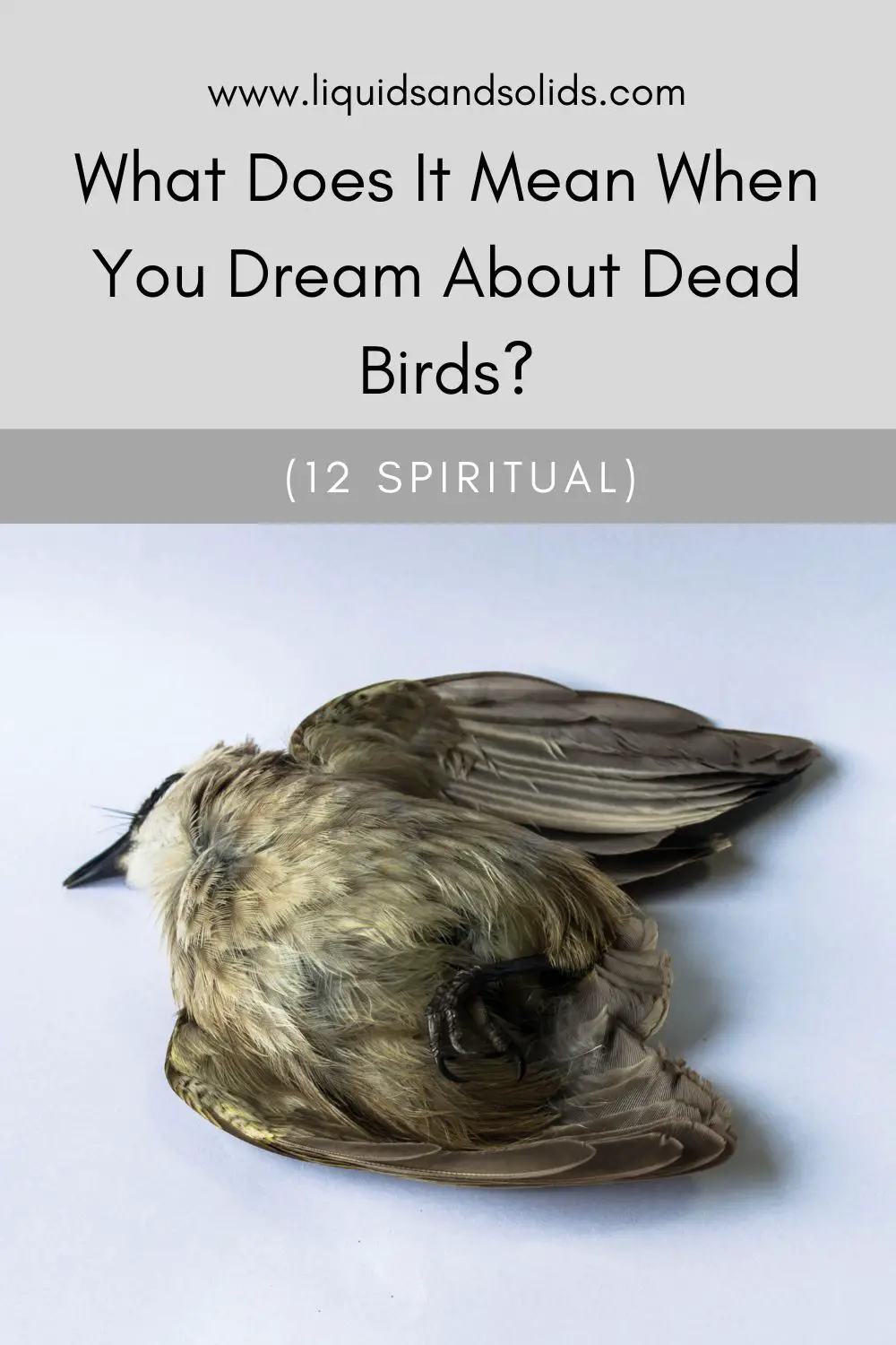 Dreams Meaning Of Dead Bird