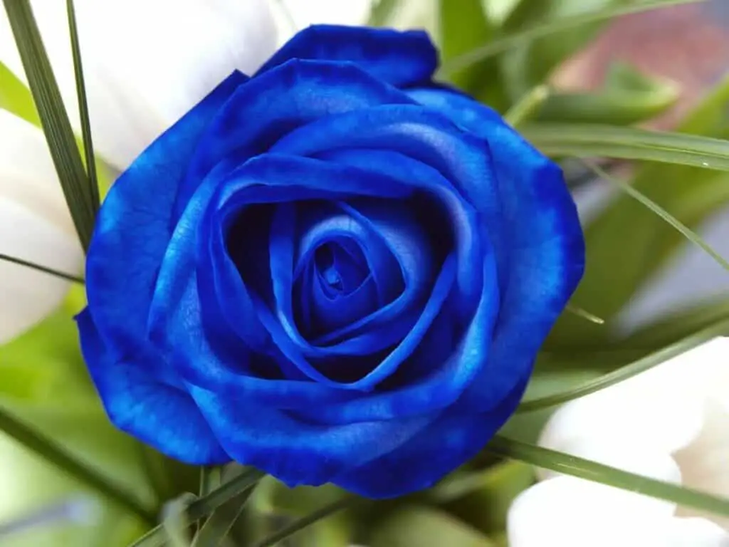 Dreams Meaning Of The Blue Rose