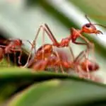 Uncovering the Spiritual Meaning of Dreams of Ants