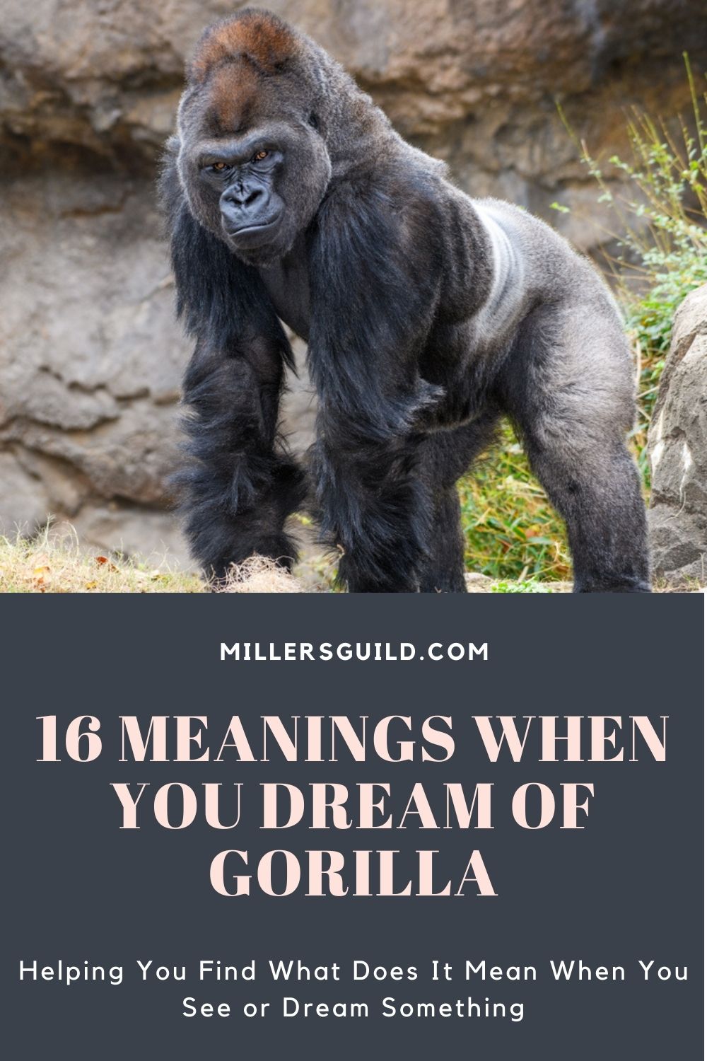 Gorilla Dreams And Emotions
