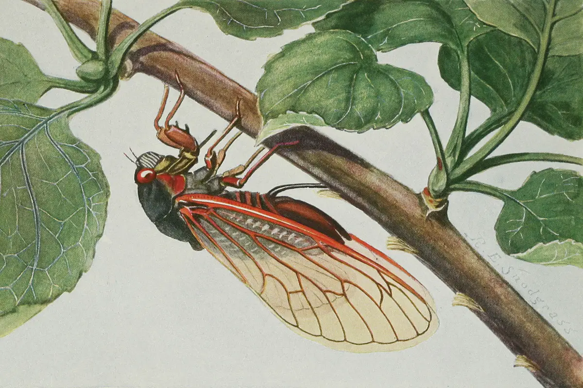 History Of Cicada In Dreams