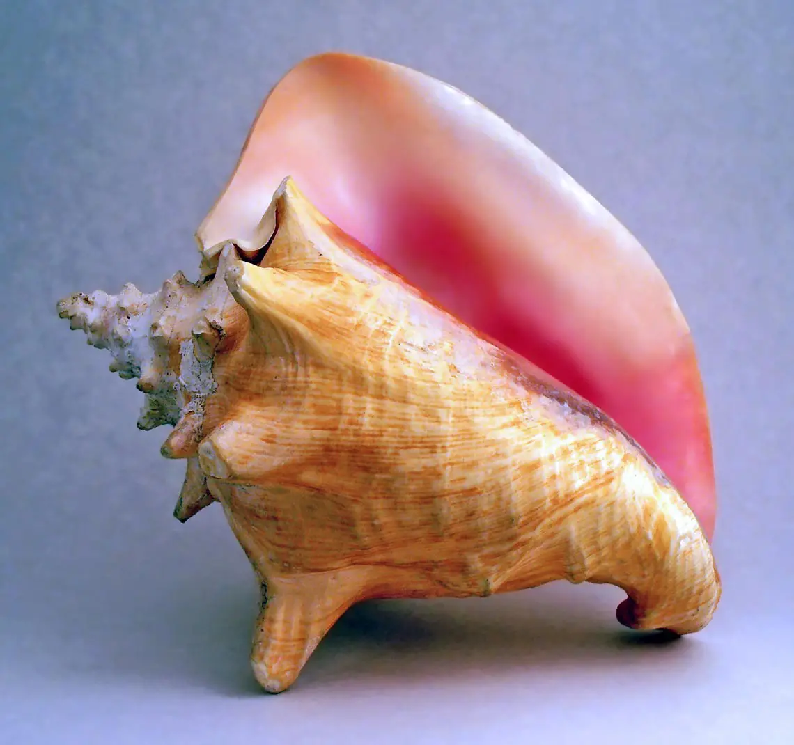 History Of Conch Shell