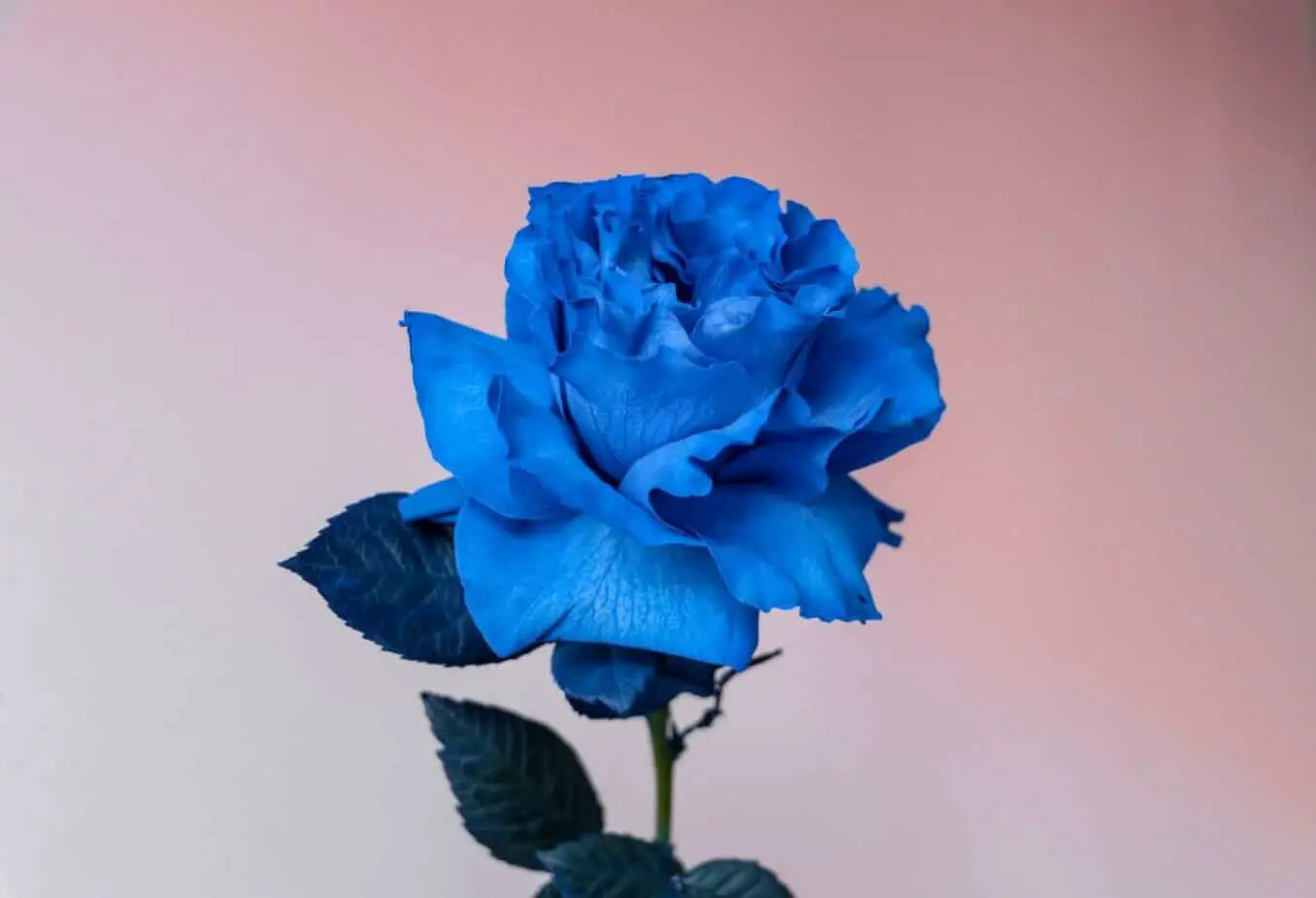 History Of The Blue Rose