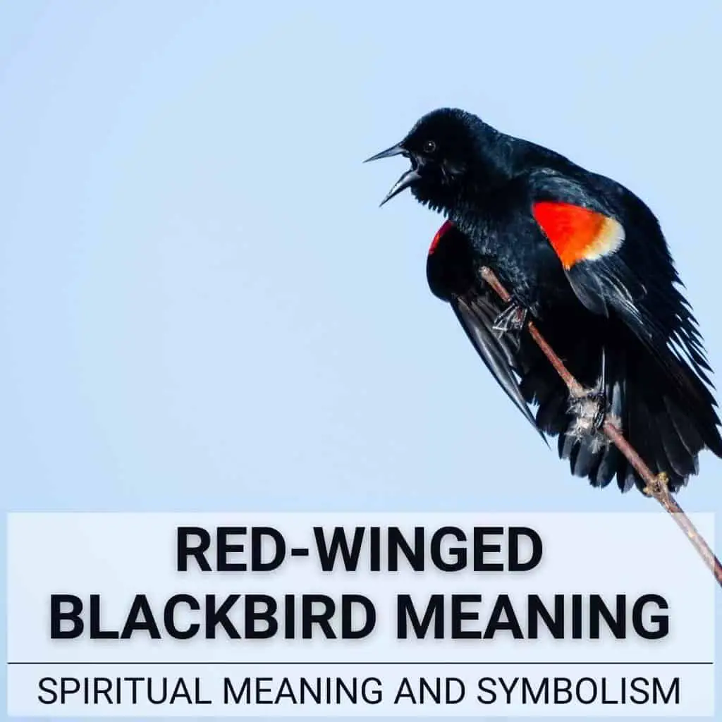 Importance Of Black Birds
