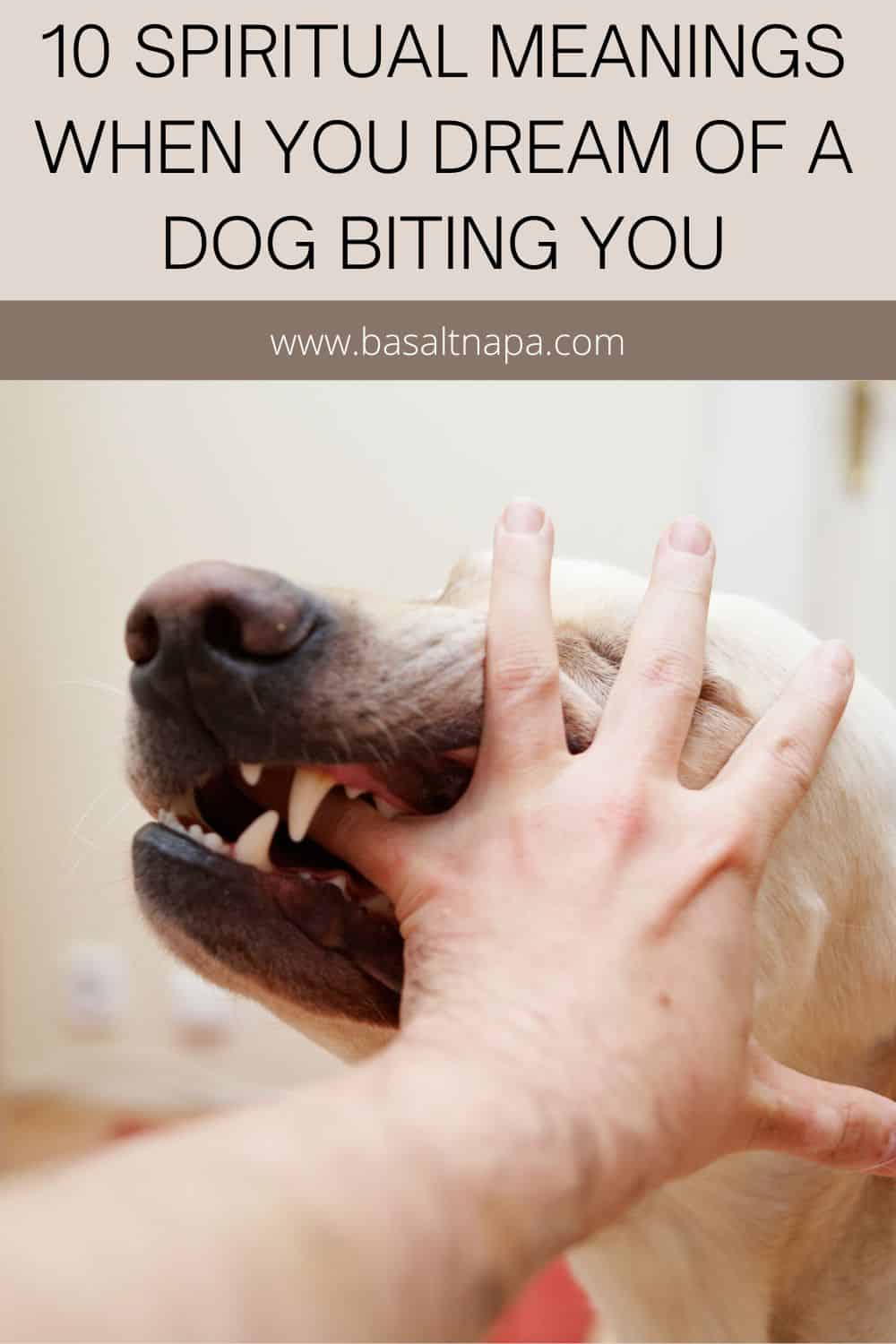 Interpretations Of Dreams About Dog Bites