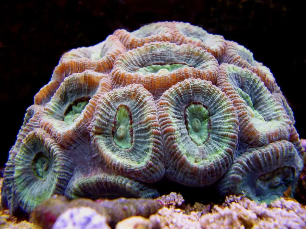 Interpretations Of Dreams Involving Coral