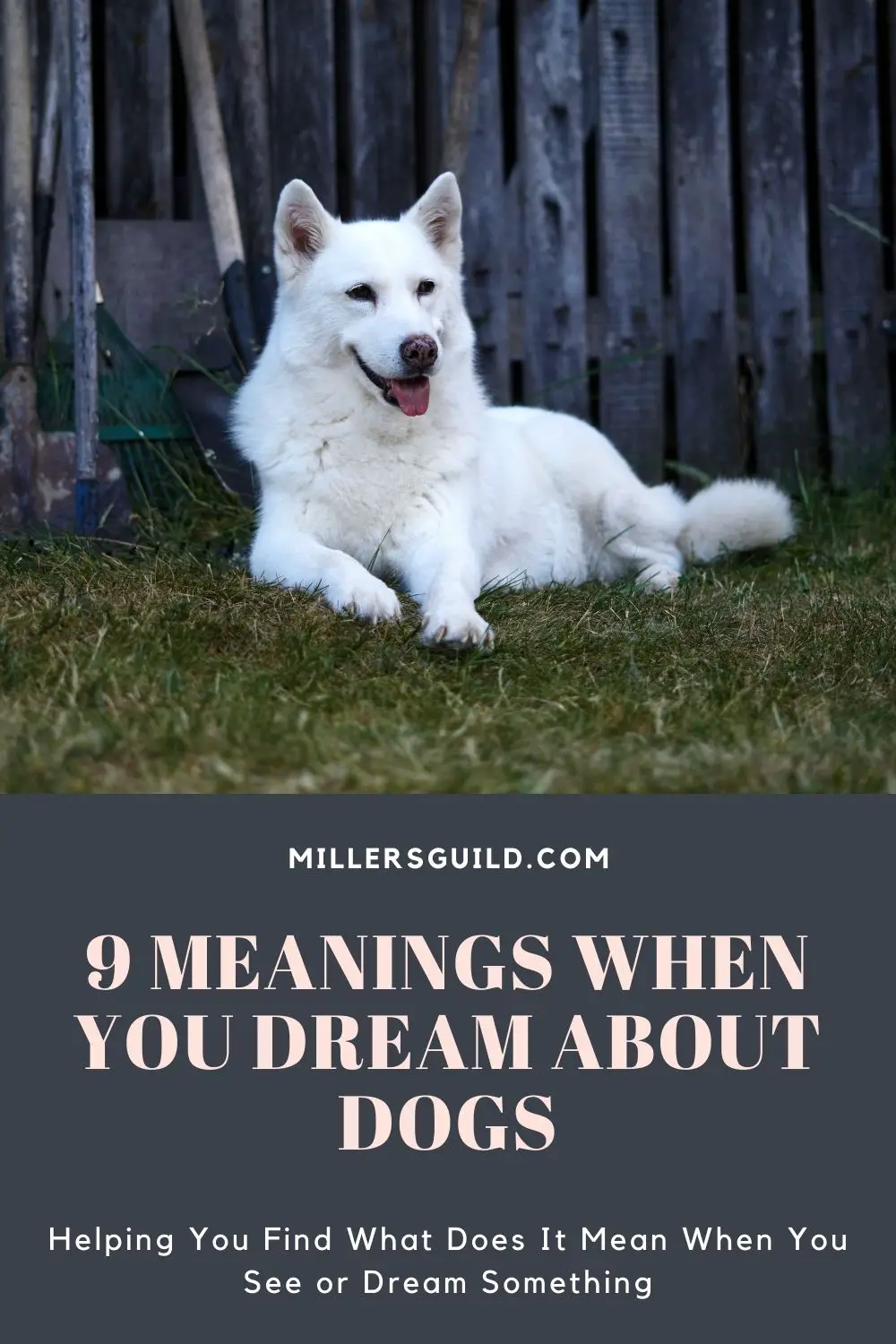 Interpreting Dreams Of Dogs