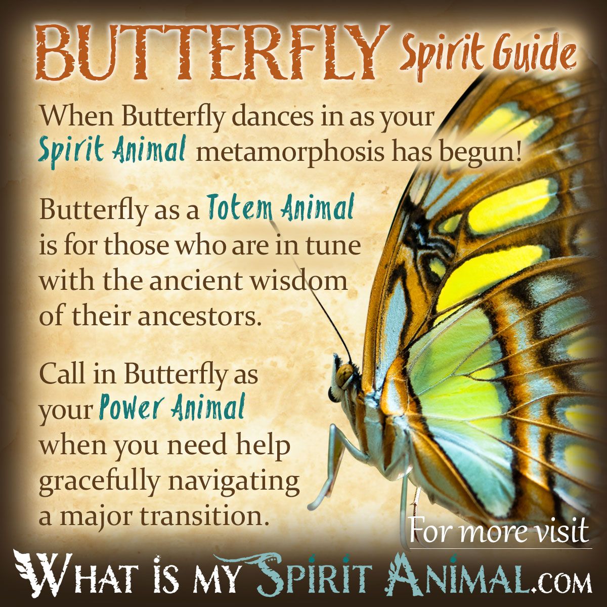 Interpreting Your Butterfly Dreams